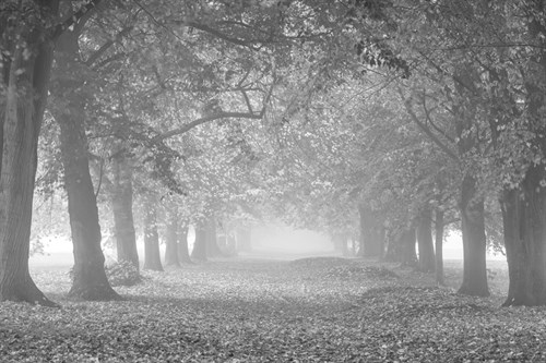 Autumn Pathway - Noir - Assaf Frank