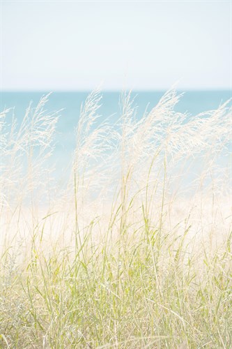 Ocean Grasses - Mike Toy