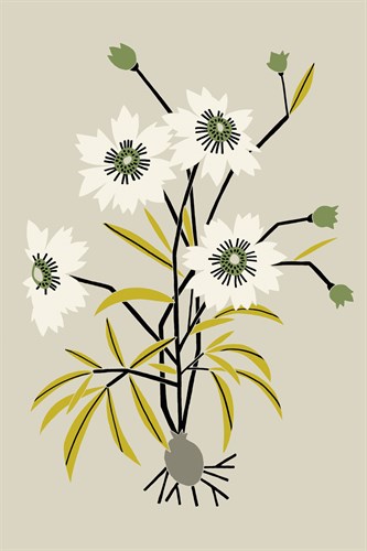 Simple Flora - White Flowers - Kristine Hegre