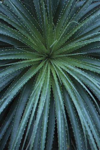 Palmera - Irene Suchocki