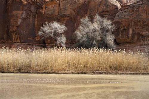 Desert Flora - Andrew Geiger