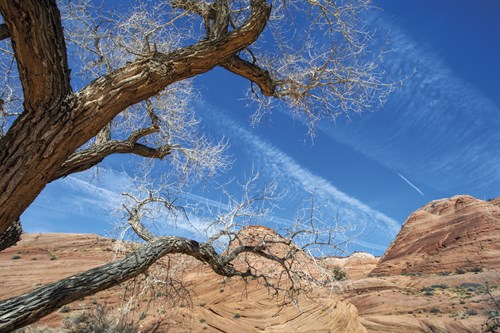 The Interwoven Desert - Andrew Geiger