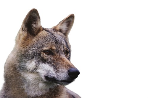 Magnificent Gaze - Pure - Staffan Widstrand