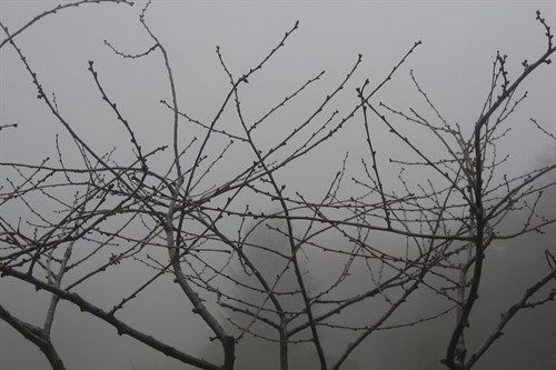 Morello Cherry Tree on a Foggy Morning - Gaetan Caron
