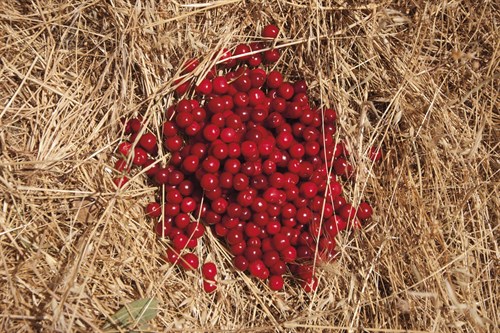 Griottes Sur Paille - Gaetan Caron