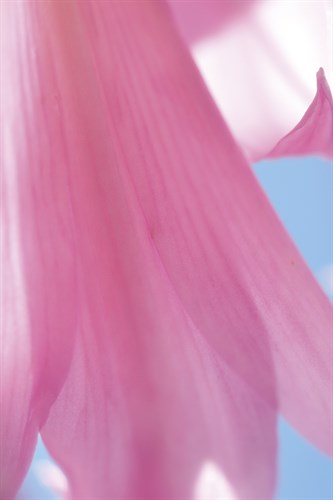 Amaryllis Belladonna - Gaetan Caron