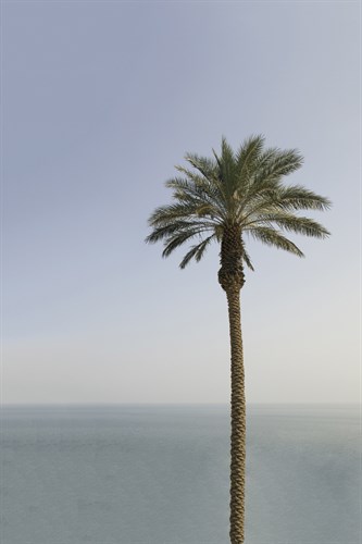 Solo Palm - Assaf Frank