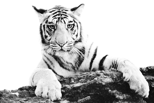 Paws Ahead - Bold - Staffan Widstrand