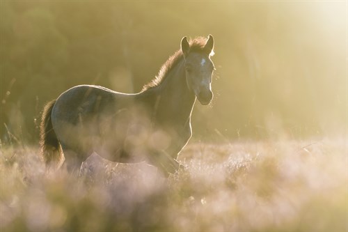 Summer Foal - Matt Roseveare