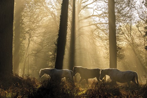 A Walk in the Forest - Matt Roseveare