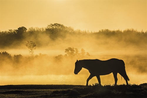 Solitude at Dawn - Matt Roseveare