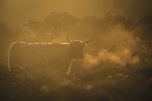 Breathing Dawn - Matt Roseveare