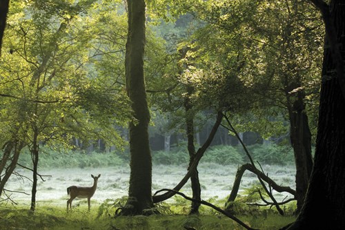 Summer Woodlands - Matt Roseveare