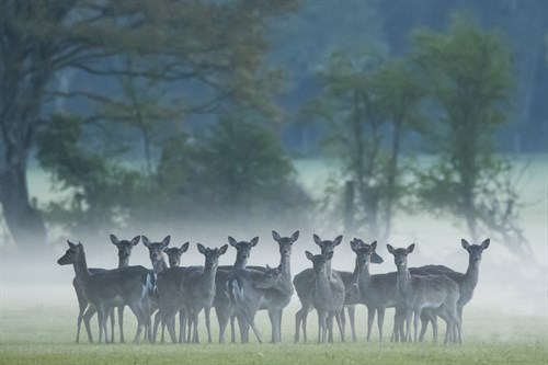 Morning Herd - Matt Roseveare