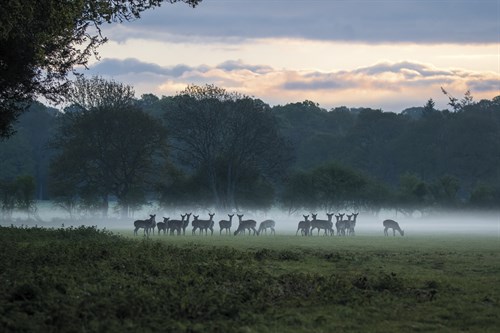 Blanket of Mist - Matt Roseveare