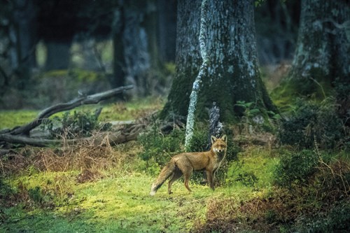 Forest Explorer - Matt Roseveare