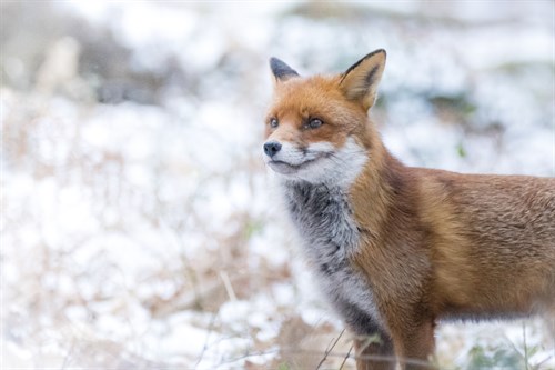 Snowfall Fox - Matt Roseveare