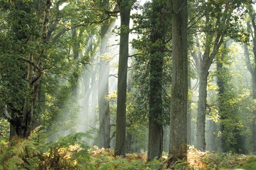 Woodland Rays - Matt Roseveare