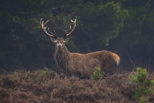 Lone Stag - Matt Roseveare