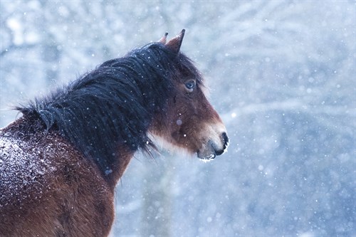 In the Snow - Matt Roseveare