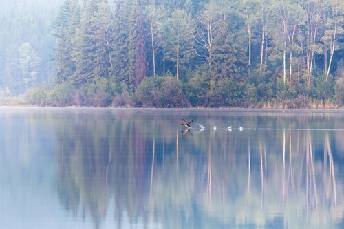 Loon on a Lake - Matt Roseveare