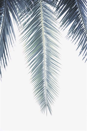Palm Revive - Irene Suchocki