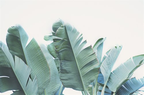 Palmetto Bay - Irene Suchocki