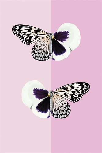 Flutter Fusion - Amy Shaw