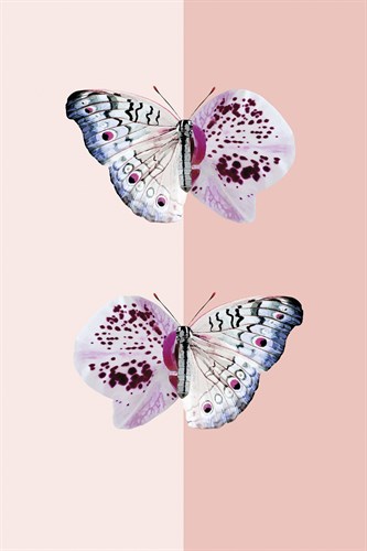 Flutter Flurry - Amy Shaw