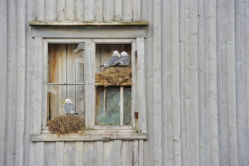 A Place to Perch - Staffan Widstrand