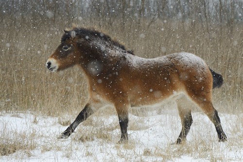 Snow Wandering - Staffan Widstrand