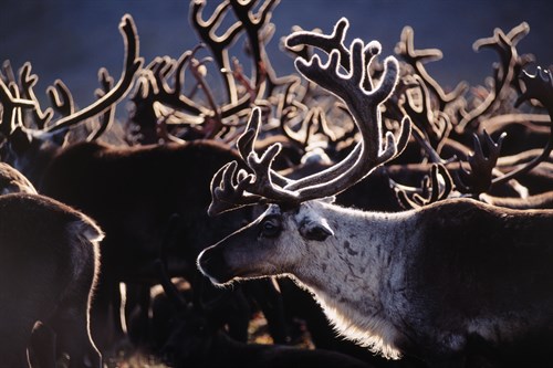 Herd in the Sun - Staffan Widstrand