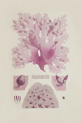 Pollexfenia Pedicellata - The Drammis Collection