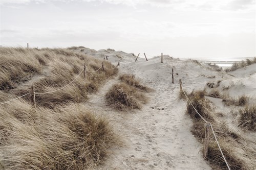 Beach Dune - John Harper