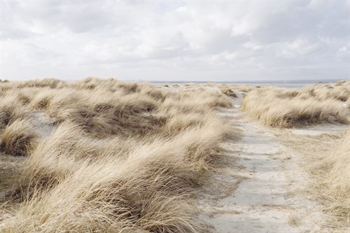 Coastal Breeze - John Harper