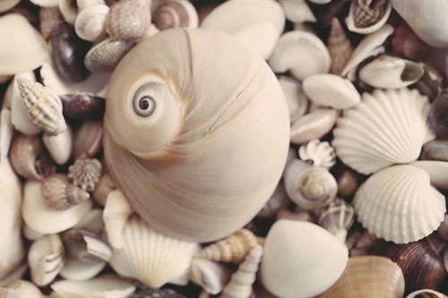 Shell Medley - John Harper