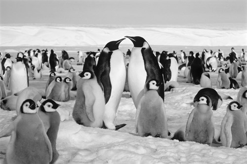 Emperor Huddle - Kurt Scholz