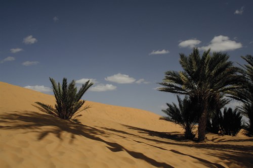 Sahara III - Tony Koukos