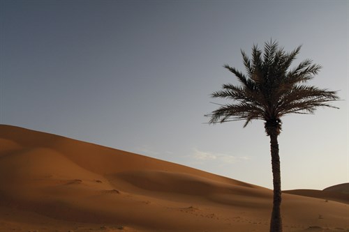 Sahara II - Tony Koukos
