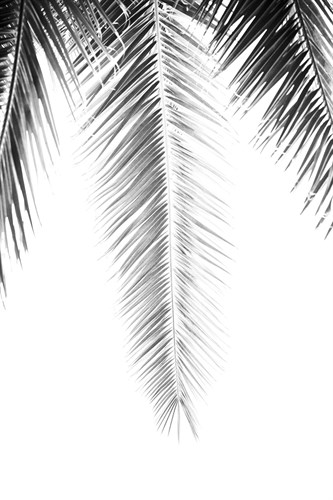 Palm Revive Noir - Irene Suchocki
