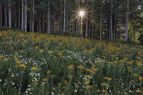 Forest Sunburst - Michael Greene