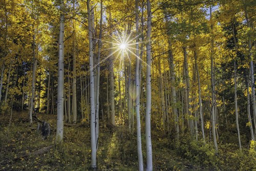 Woodland Sunburst - Michael Greene