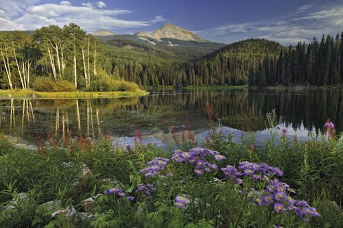 Luscious Landscape - Michael Greene