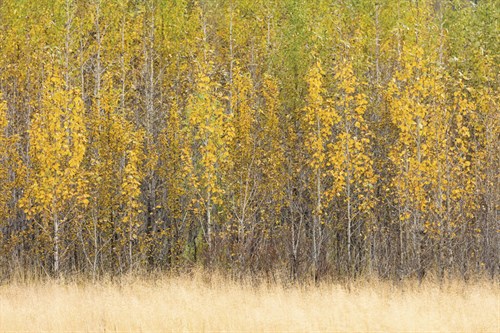 Forest Rhythm - Lee Frost