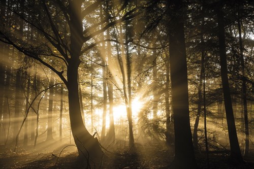Gleaming Through - Lee Frost