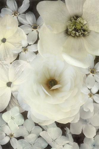 Dazed Delight - Collezione Botanica