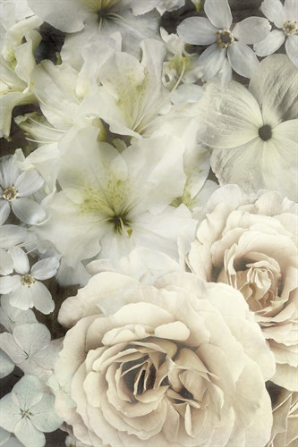 Dazed Devotion - Collezione Botanica