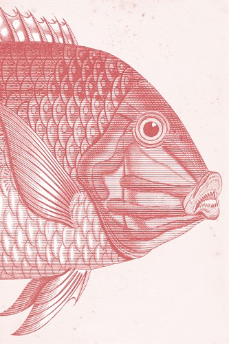 Marine Studies I - Blush - Maria Mendez
