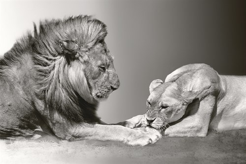Kenyan Lions - Bobbie Goodrich