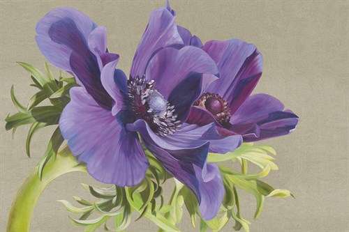 Reverence of Anemones - Sarah Caswell